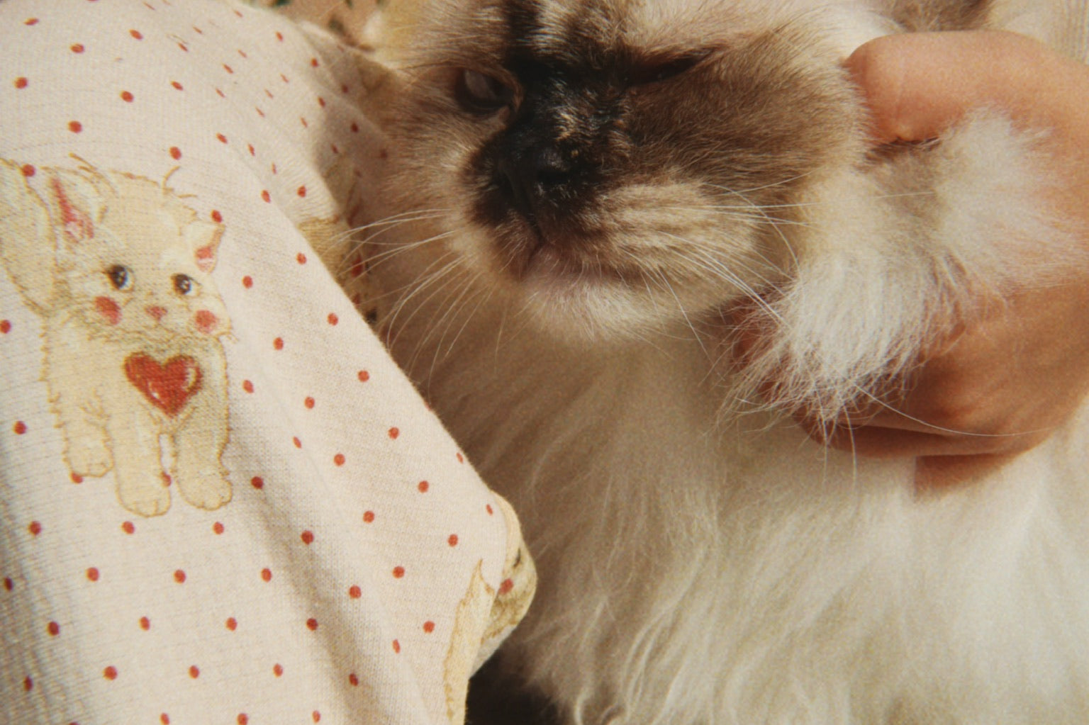 Konges Sløjd A/S Bukser - Jersey miao amore